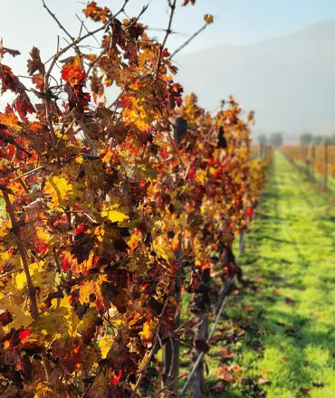 Premium wine tasting in Chilean vineyards Maipo Casablanca Colchagua